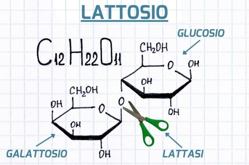 lattosio_lattasi_galattosio_glucosio