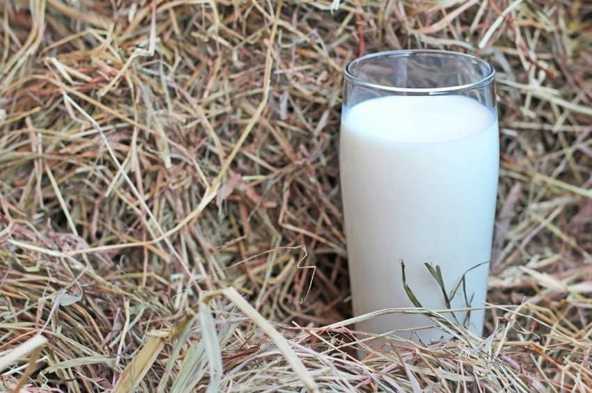 latte_fieno_contiene_lattosio
